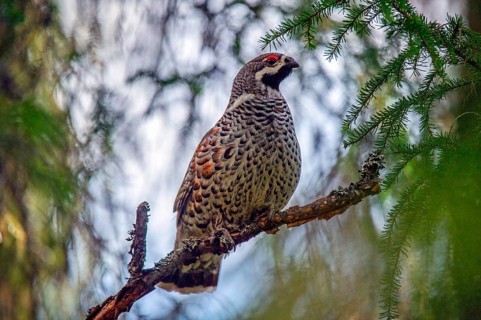 Hazel Grouse
