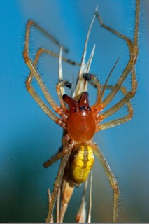 Yellow bag spider