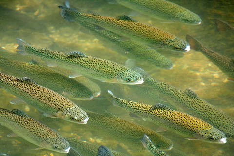 Brown trout