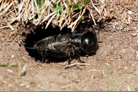 Field Cricket