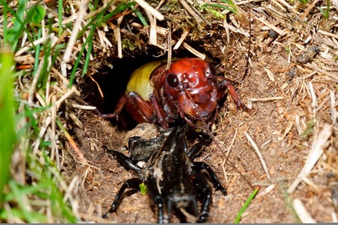 Field Cricket