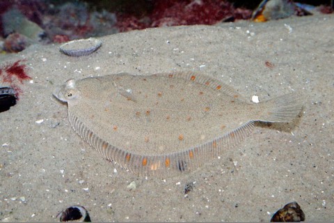 European flounder