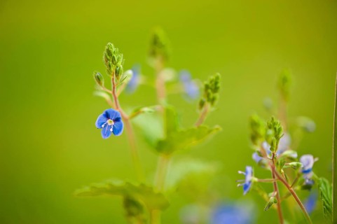 Gamander Speedwell
