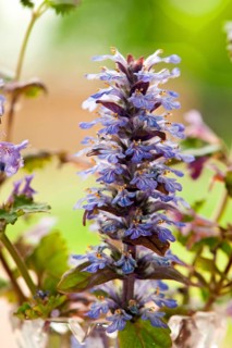 Creeping bugle