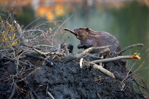 Canada beaver