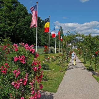 Rose garden