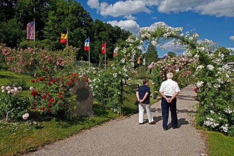 Rose garden