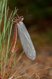 Large Ant Damselfly