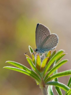 Little Blue