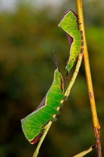 Greater fork tail
