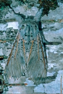 Greater fork tail