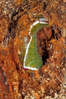 Greater fork tail