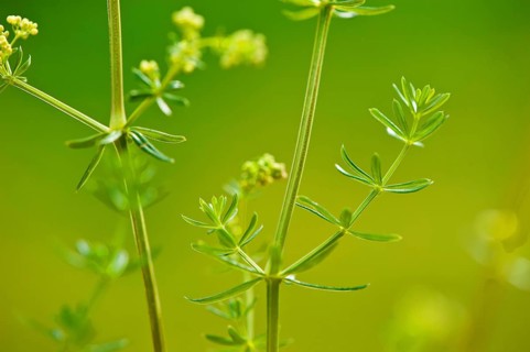 Common bedstraw