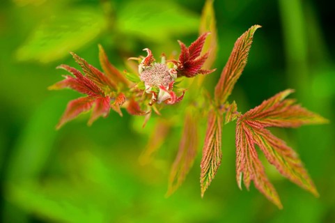 Genuine meadowsweet