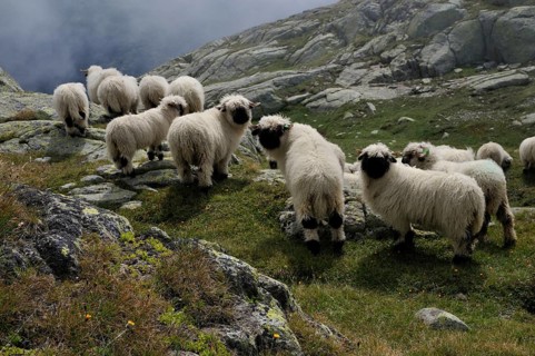 Valais black-nosed sheep