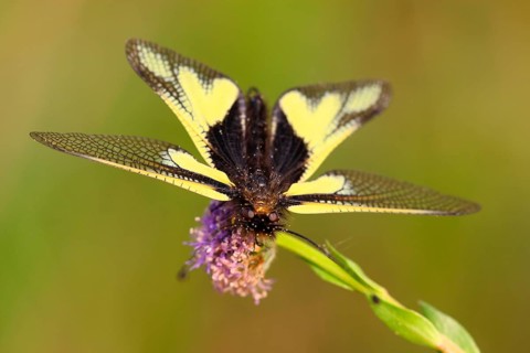 Dragonfly Butterflyhaft