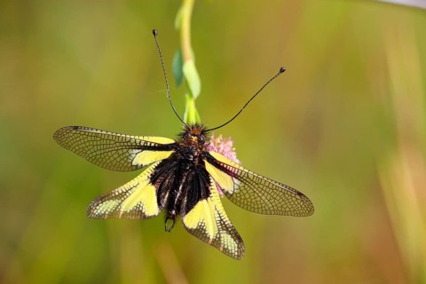 Dragonfly Butterflyhaft