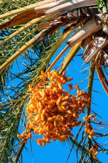 Date palm