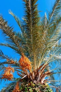 Date palm