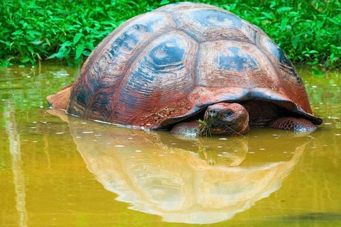 Galapagos giant tortoise