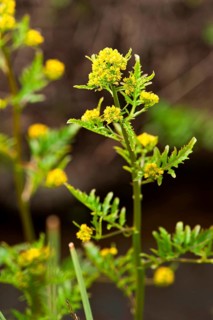 Wild marsh cress