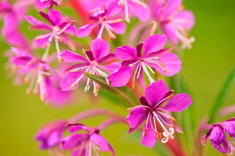 Narrow-leaved willowherb