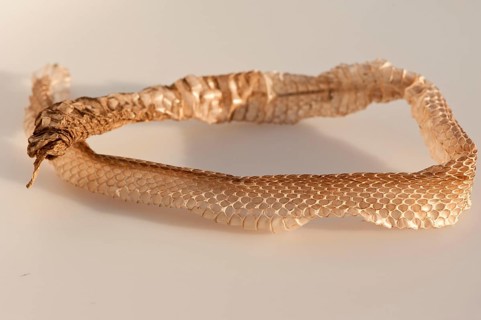 Grass snake
