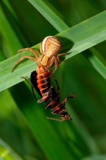 Swamp crab spider