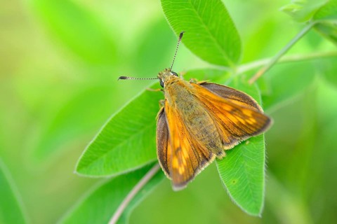 Rusty Thick-headed Fritillary