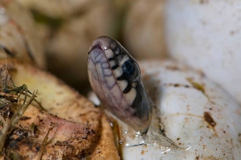 Hatching grass snake