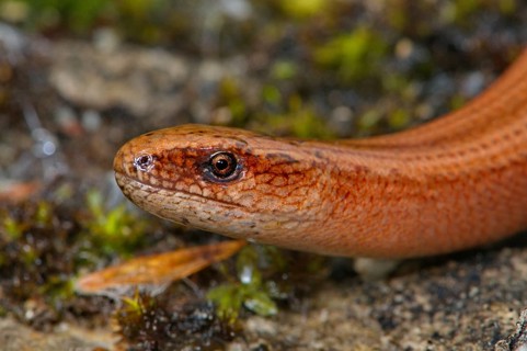 Blindworm