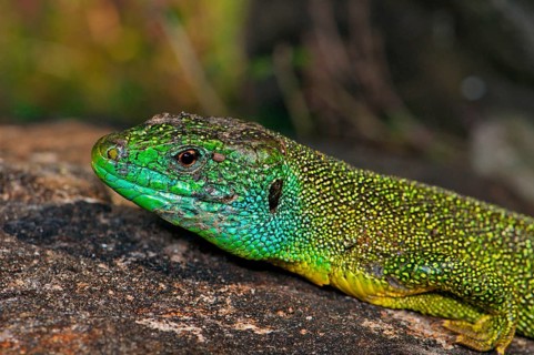 Western green lizard