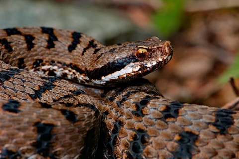 Rediviper