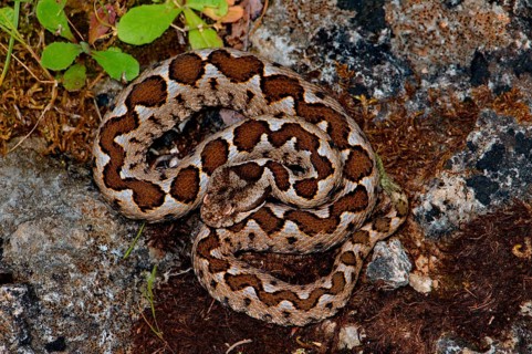 Sand or horned viper