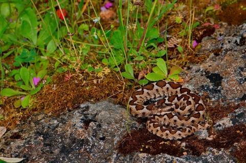 Sand or horned viper