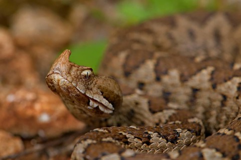 Sand or horned viper