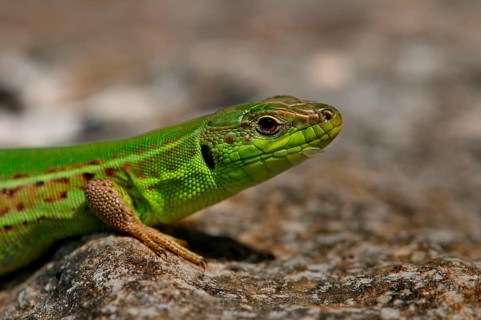 Balkan wall lizard