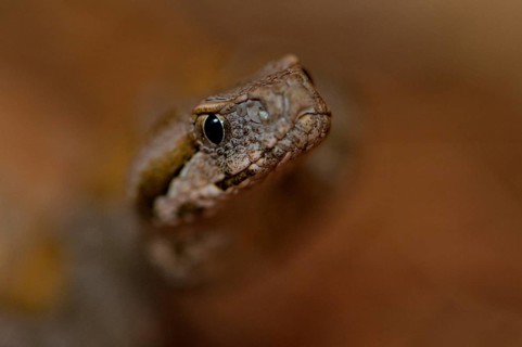 Wagner's Mountain Otter