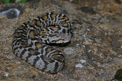 Wagner's Mountain Otter