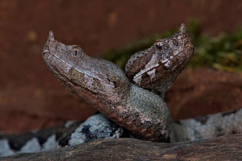 Long-nosed viper