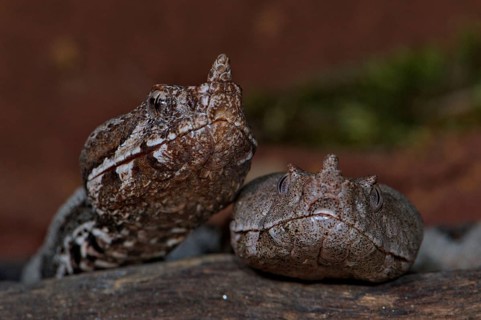 Long-nosed viper