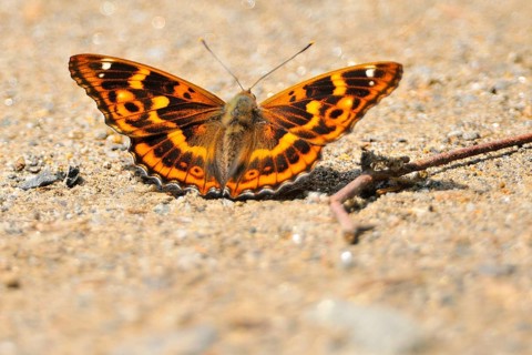 Small Schiller Butterfly