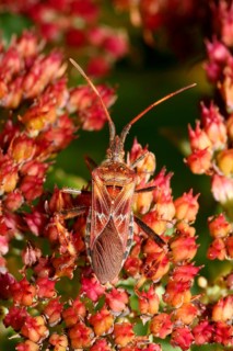 American pine bug