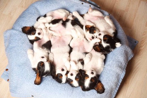 Cavalier King Charles Spaniel