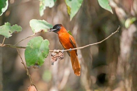 Black-headed Paradise-flycatcher