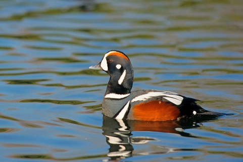Harlequin duck