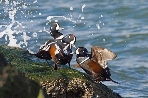 Harlequin Duck