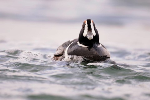 Harlequin Duck