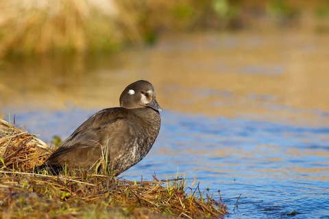 Harlequin Duck