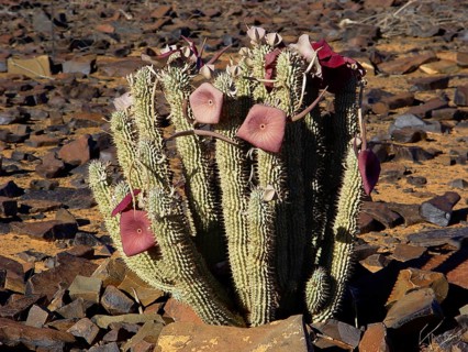 Namib Hoodia